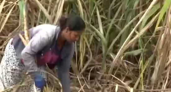 46,000 Tons Cane Delivered, Millions Unpaid